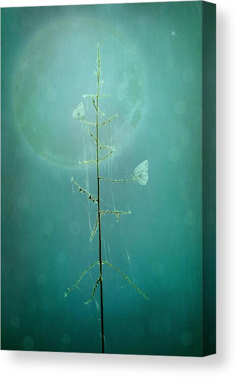 Photography Canvas Print featuring the photograph Blue Moon by Marina Kojukhova