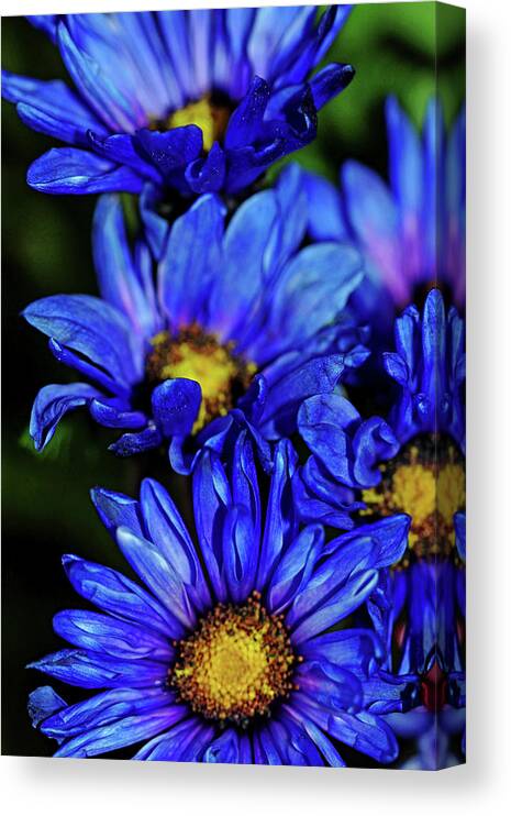 Chrysanthemum Canvas Print featuring the photograph Blue Mums by Debbie Oppermann