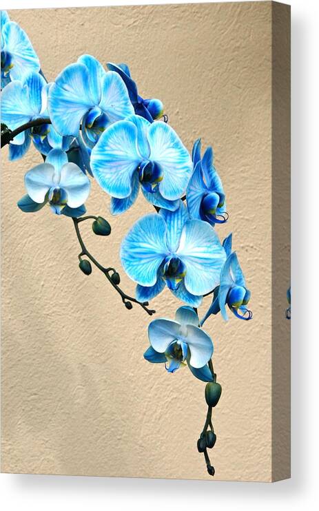 Orchid Canvas Print featuring the photograph Blue Mystique Orchid by Byron Varvarigos