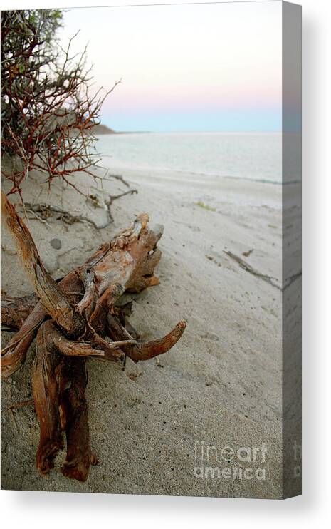 Driftwood Canvas Print featuring the photograph Bonanza Beach Driftwood by Becqi Sherman
