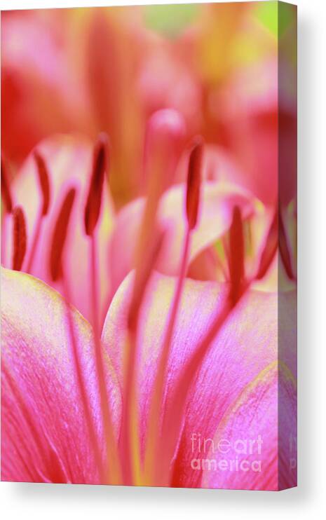 Flower Canvas Print featuring the photograph Born to Blush by Becqi Sherman