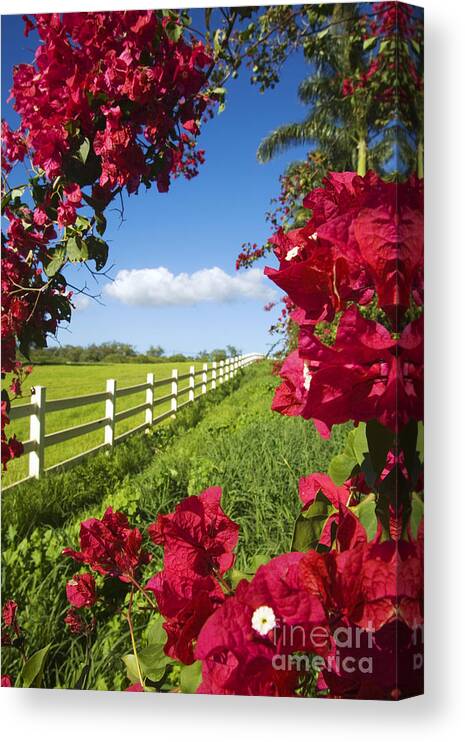 Background Canvas Print featuring the photograph Bougainvillea Farm II by Ron Dahlquist - Printscapes