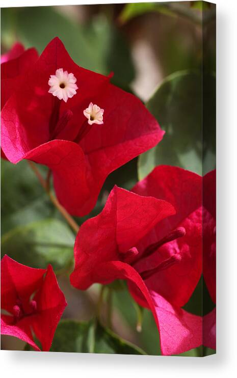 Flower Canvas Print featuring the photograph Bougainvillea by Tammy Pool
