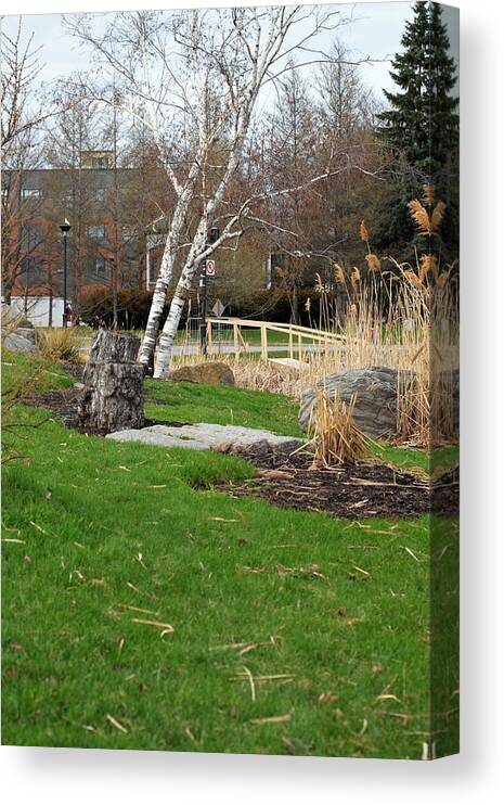 Parc Canvas Print featuring the photograph Bouleaux / Birch Trees 1 by Jean-Marc Robert