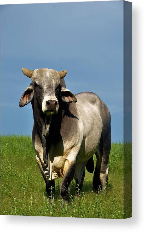 Animals Canvas Print featuring the photograph Brahman Boss by Jan Amiss Photography