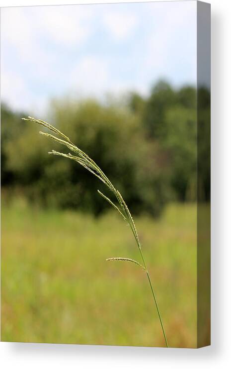 Breezy Canvas Print featuring the photograph Bright Breezy Day by Beth Vincent