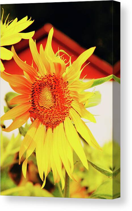 Sunflower Canvas Print featuring the photograph Bright Sunflower by Toni Hopper