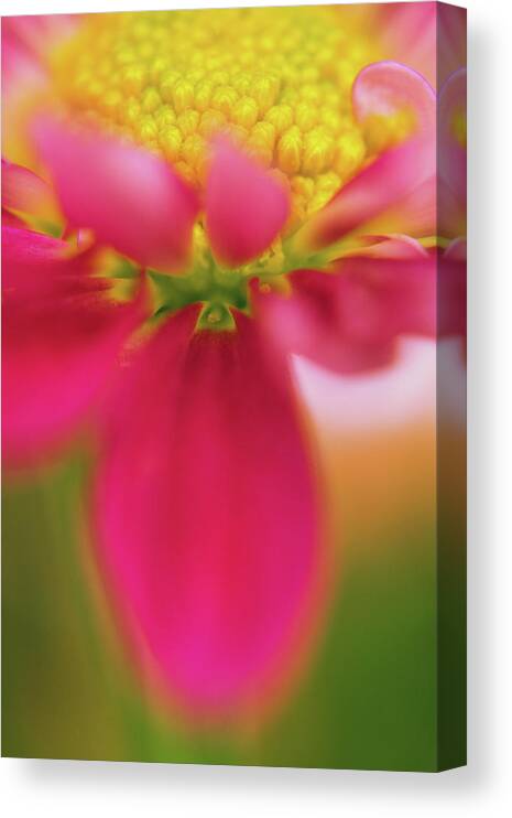 Abstract Canvas Print featuring the photograph Brightness In Abstraction by John De Bord