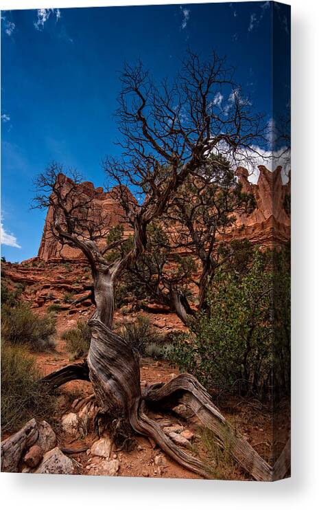 Arches National Park Canvas Print featuring the photograph Bristlecone on Park Avenue by Rick Berk