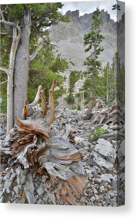 Great Basin National Park Canvas Print featuring the photograph Bristlecone Roots by Ray Mathis