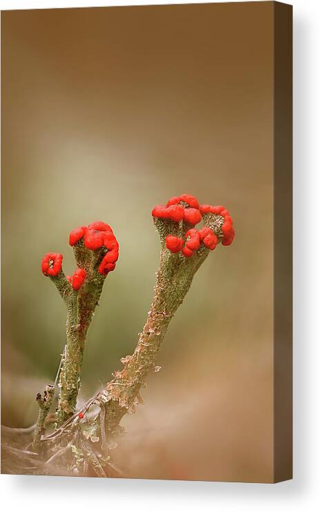 Lichen Canvas Print featuring the photograph British Soldiers by Robert Charity
