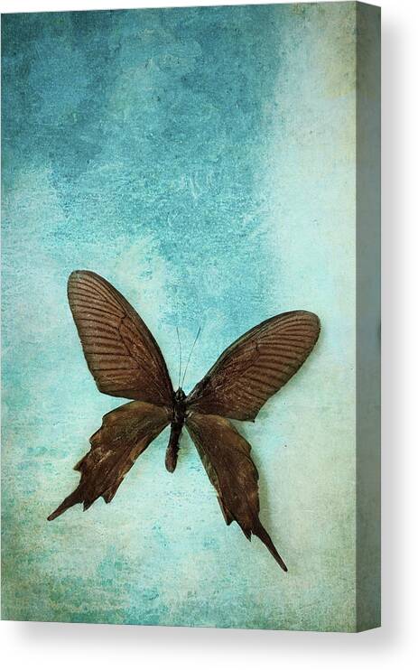 Atrophaneura Aristolochiae Kotzebuea Canvas Print featuring the photograph Brown Butterfly over Blue Textured Background by Stephanie Frey