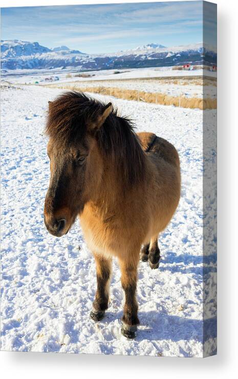 Horse Canvas Print featuring the photograph Brown Icelandic horse in winter in Iceland by Matthias Hauser