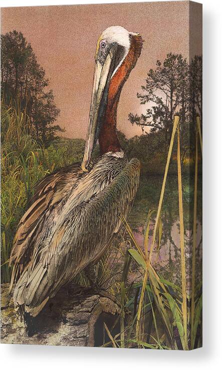 Pelican Canvas Print featuring the painting Brown Pelican by John Dyess