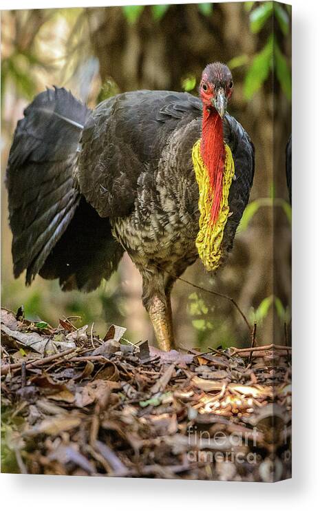 National Park Canvas Print featuring the photograph Brush Turkey by Werner Padarin