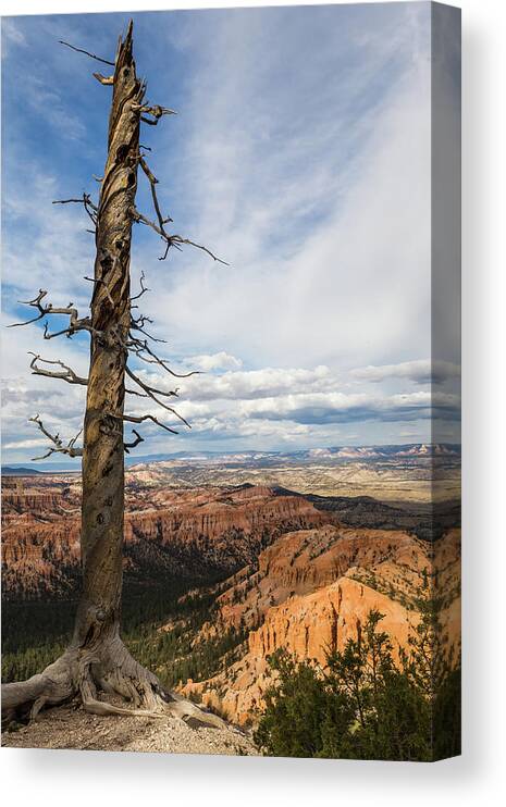 Nature Canvas Print featuring the photograph Bryce Canyon Tree by Kathleen Scanlan