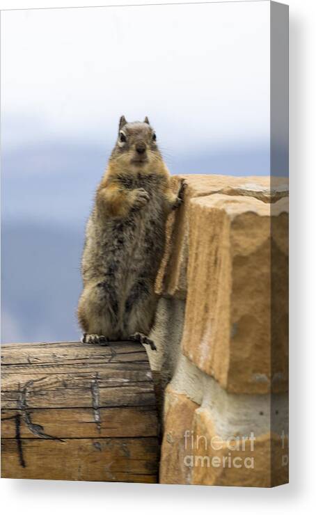 Squirrel Canvas Print featuring the photograph Bryce Squirrel by Louise Magno