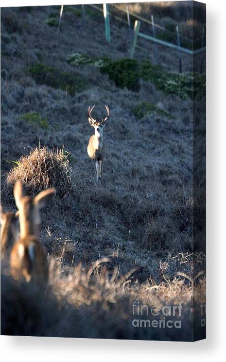 Buck Canvas Print featuring the photograph Buck and Does by Marta Robin Gaughen