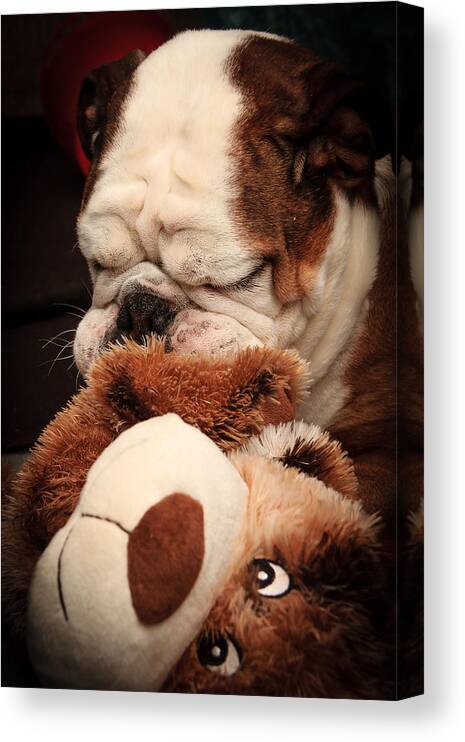 Animal Canvas Print featuring the photograph Bull Dog vs. Stuffed Dog by Joni Eskridge
