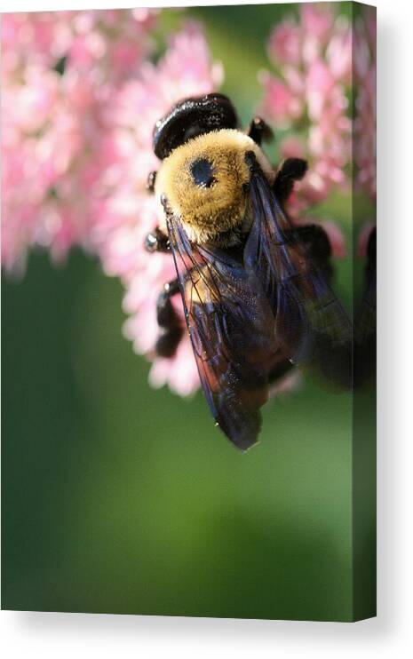 Bee Canvas Print featuring the photograph Bumble from Above by Angela Rath