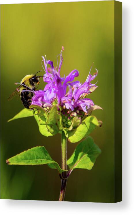 Bee Canvas Print featuring the photograph Busy as a Bee by Darryl Hendricks