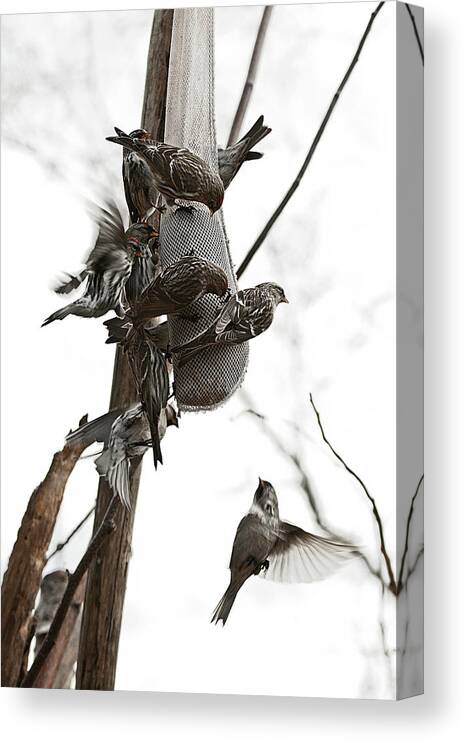 Bird Feeder Canvas Print featuring the photograph Busy Dining Place by Tatiana Travelways