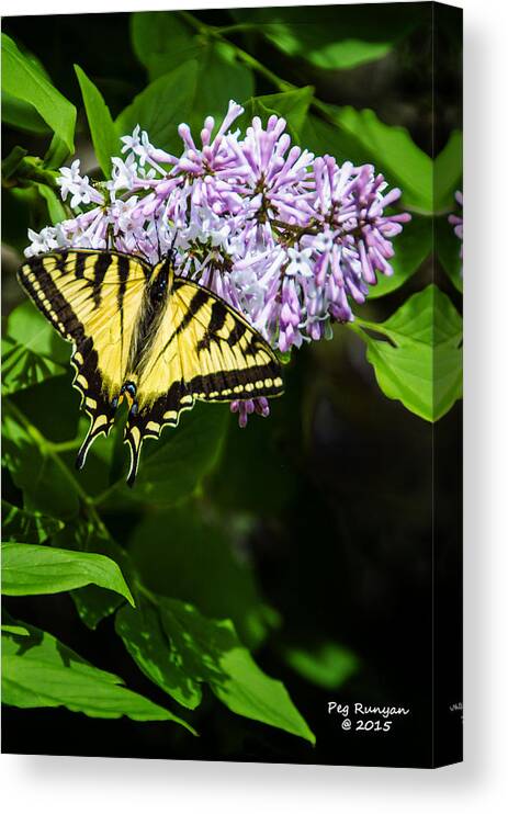 Butterfly Canvas Print featuring the photograph Butterfly Beauty by Peg Runyan