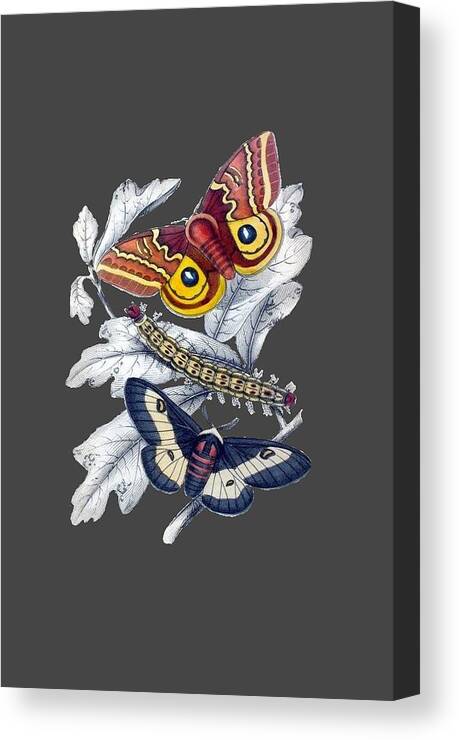 Butterfly Moth T Shirt Design Canvas Print featuring the digital art Butterfly Moth T Shirt Design by Bellesouth Studio