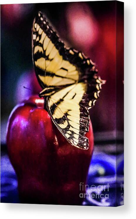 Apple Canvas Print featuring the photograph Butterfly On Apple by Gerald Kloss