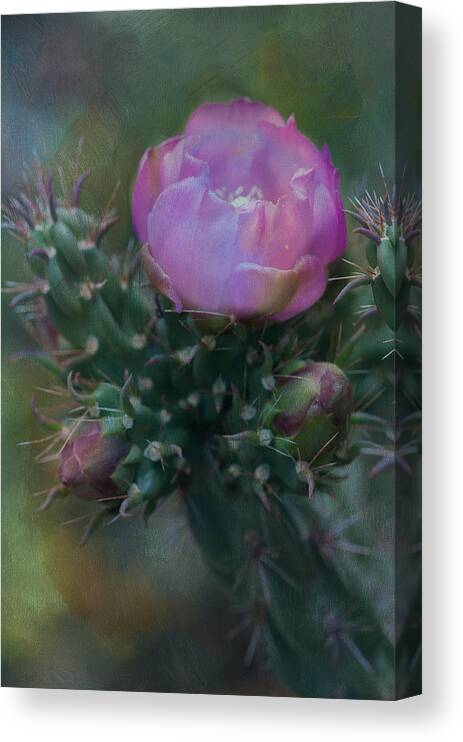 Flowers Southwest New Mexico Cactus Pink Desert Santa Fe Canvas Print featuring the photograph Cactus beauty by Carolyn D'Alessandro
