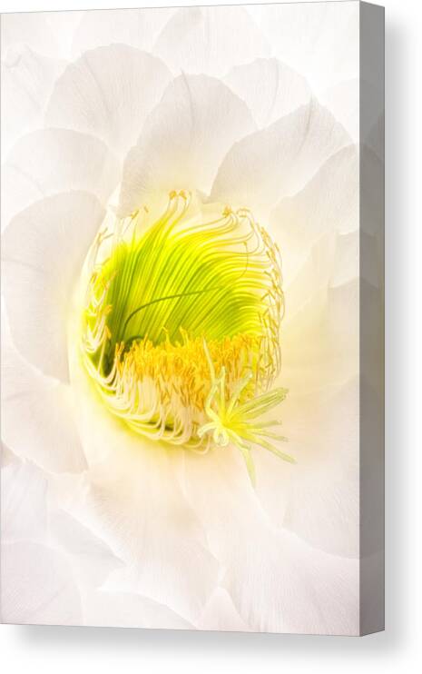 Cactus Bloom Canvas Print featuring the photograph Cactus Bloom Number Five by Bob Coates