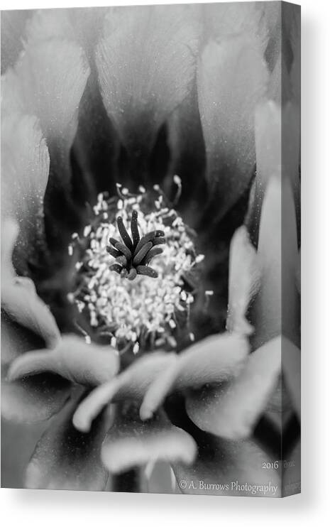 Strawberry Hedgehog Canvas Print featuring the photograph Cactus Flower by Aaron Burrows