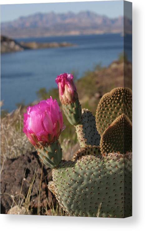 Cactus Canvas Print featuring the photograph Cactus Flower by Jeff Floyd CA