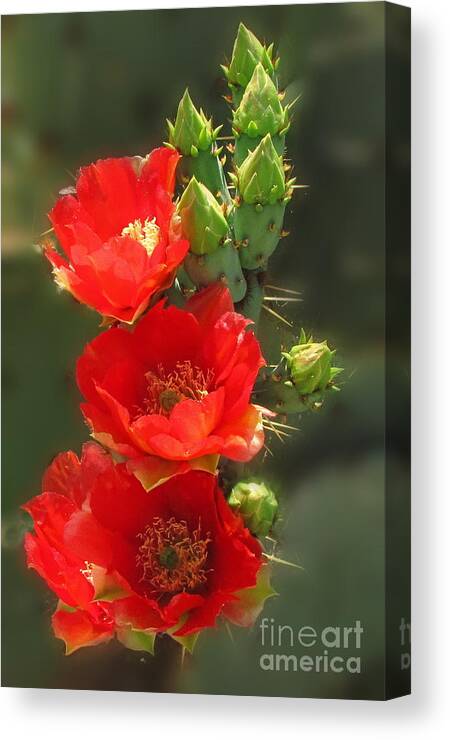 Prickly Pear Canvas Print featuring the photograph Cactus Red Beauty by Marilyn Smith