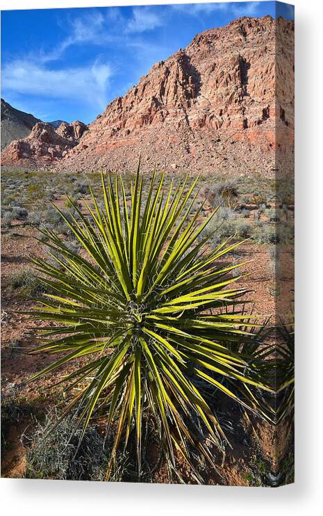 Calico Basin Canvas Print featuring the photograph Calico Basin Yucca by Ray Mathis