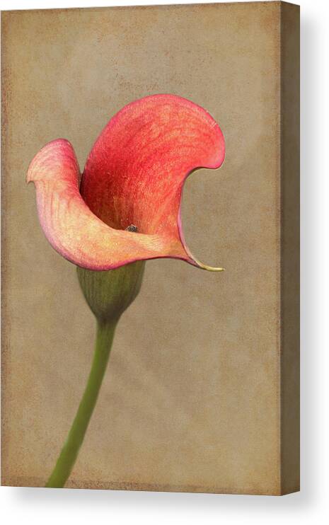 Calla Canvas Print featuring the photograph Calla in Red by Jurgen Lorenzen