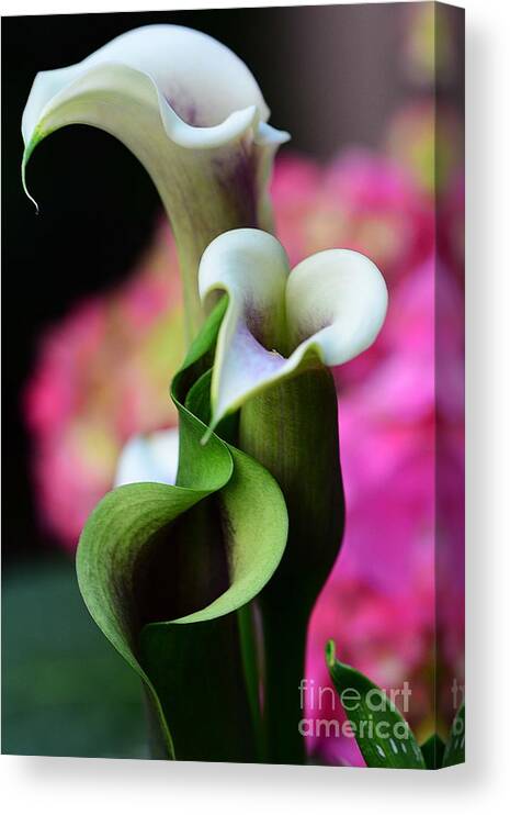 Flowers Canvas Print featuring the photograph Calla Lillies by Cindy Manero