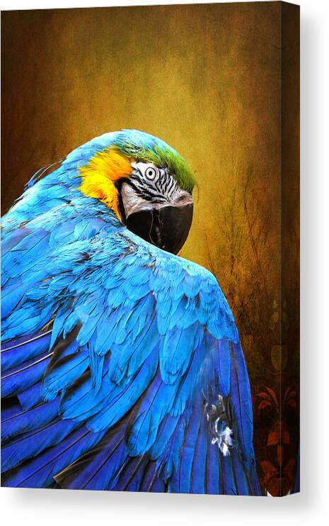 Parrot Canvas Print featuring the photograph Camera Shy by John Rivera