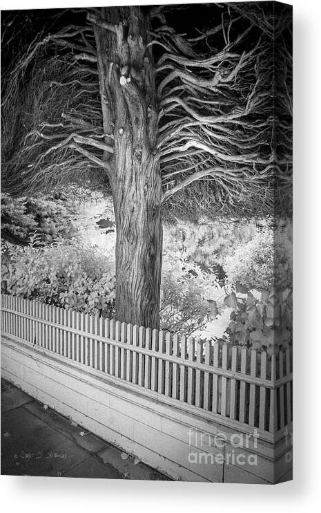 California Canvas Print featuring the photograph Canopy Tree by Craig J Satterlee