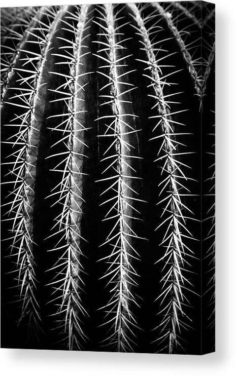 Cactus Canvas Print featuring the photograph Can't Touch This by Dorit Fuhg