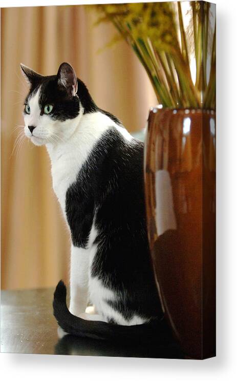Animal Canvas Print featuring the photograph Cat Contimplation by Jill Reger