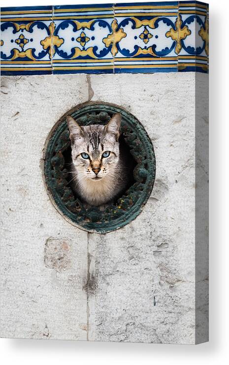 Cat Canvas Print featuring the photograph Cat In The Wall I by Marco Oliveira