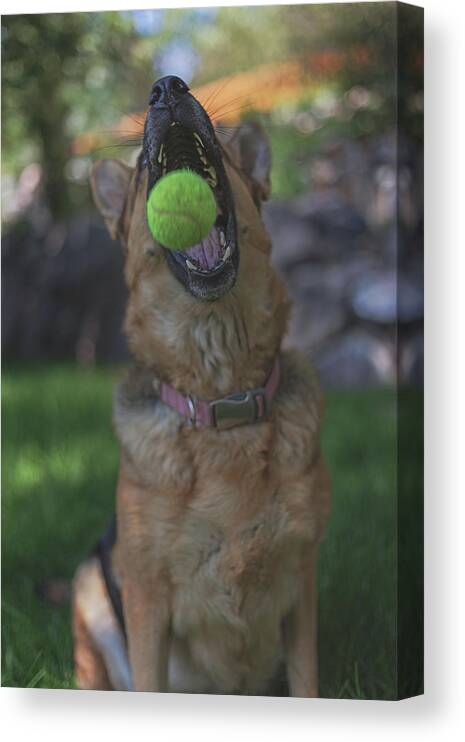 Animal Canvas Print featuring the photograph Catch by Brian Cross