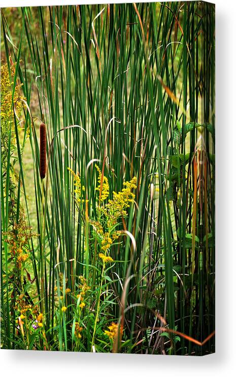 Cattails On The Pond Print Canvas Print featuring the photograph Cattails on the Pond Print by Gwen Gibson