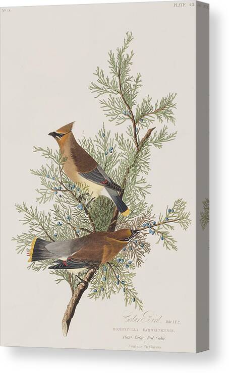 Cedar Bird Canvas Print featuring the painting Cedar Bird by John James Audubon