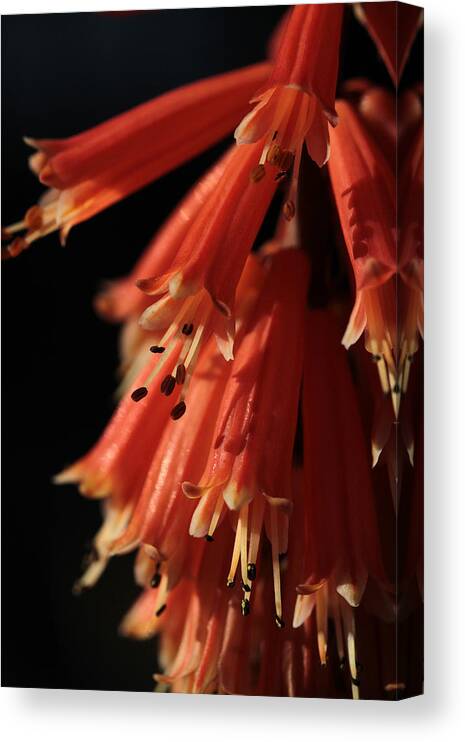 Red Hot Poker Canvas Print featuring the photograph Chandelier by Connie Handscomb