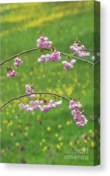 Cherry Accolade Canvas Print featuring the photograph Cherry Accolade Blossom by Tim Gainey