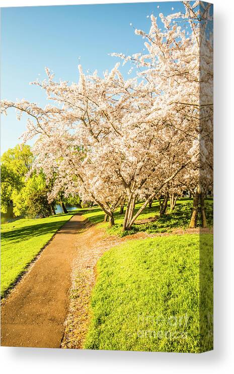 Green Canvas Print featuring the photograph Cherry blossom lane by Jorgo Photography