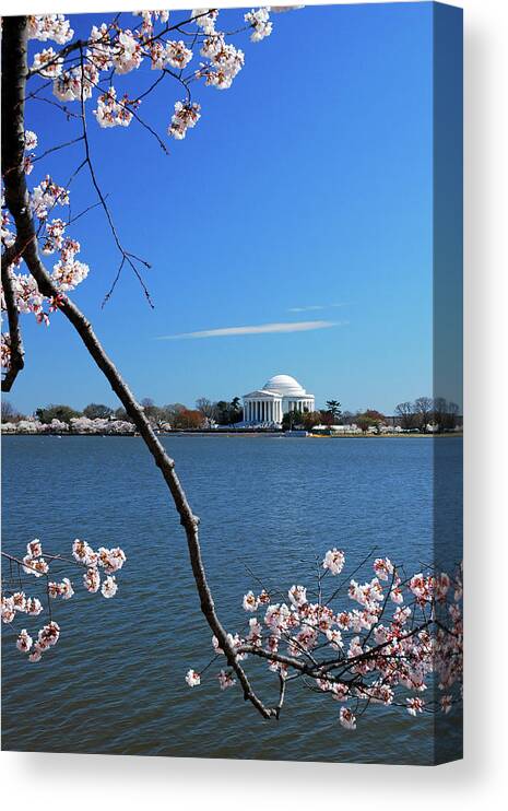Washington Canvas Print featuring the photograph Cherry Blossoms in DC by James Kirkikis