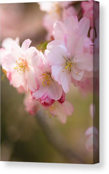 Illinois Canvas Print featuring the photograph Cherry Blossoms in Spring by Joni Eskridge